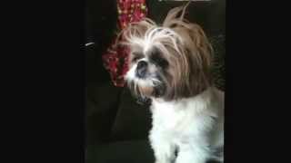 My Emma, the talking, whining, spoiled Shih tzu!
