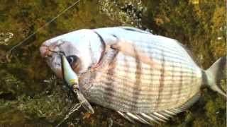 鯛 Sargos-sea bream Mediterranean Sea ul shore fishing