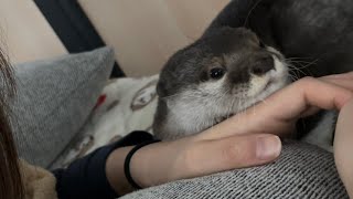 カワウソさくら 朝方、起こしにやってきたカワウソと猫 otter and a cat who came to wake up their owner in the morning