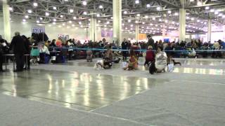 Chinese Crested, International CACIB dog Show "Russia 2014", intermediate class