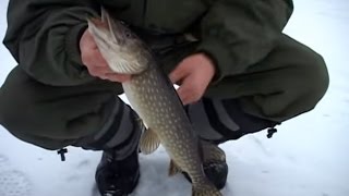 Ловля Щуки Зимой на жерлицы. "О Рыбалке Всерьез" видео 176.
