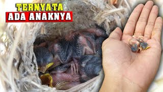 Pas Mau Bikin Jebakan! Ternyata Ada Anakan Cici Padi Sudah Menetas