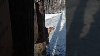 Белка и дятел / Squirrel and woodpecker
