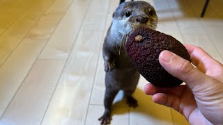 冷蔵庫にカワウソを片付けていたらアボカドがやってきた！ I'm putting the otter away in the fridge and here comes the avocado!