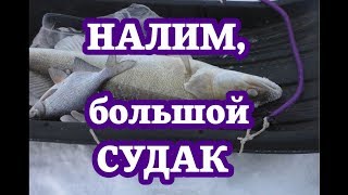 Налим, крупный судак