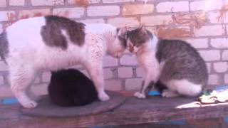 орущие коты/screaming cats
