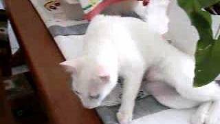 Minha gata branca