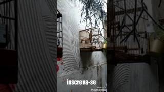 Como saber se seu Trinca Ferro gosta de fêmea!!