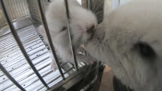태어난지 2일차 아기친칠라의 활동성(2th day of baby chinchilla)