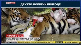 Посетители зоопарка попросили расселить тигра Амура и козла Тимура