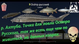 Русская Рыбалка 4. р. Ахтуба. Точка для ловли Осетр Русский и мелкой братвы.
