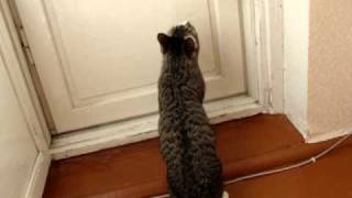 Степан и муха.cat and fly