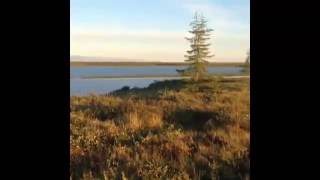 Миллион комаров
