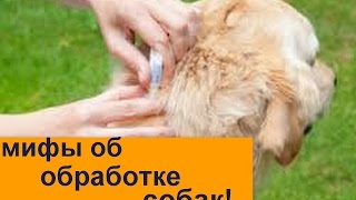 Мифы об обработке собаки  Как правильно обрабатывать собаку