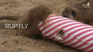Merry-meerkat! Berlin meerkats feast over delicious worm filled crackers