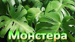 МОНСТЕРА в домашних условиях. Полезные свойства монстеры