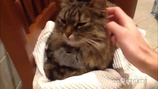 Cat mom hugs kitten (Мамины объятия)