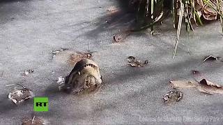Caimanes se quedan 'incrustados' en el hielo en el infierno invernal en EE.UU.