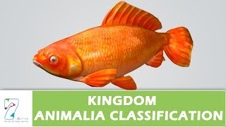 Kingdom Animalia Classification