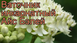Ваточник гибридный Айс Бэлей ? обзор: как сажать, саженцы ваточника Айс Бэлей