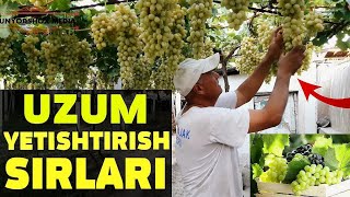 OLTIARIQDA UZUM YETISHTIRISH SIRLARI ( ОЛТИАРИҚДА УЗУМ ЙЕТИШТИРИШ СИРЛАРИ )