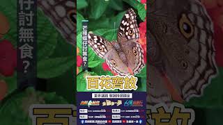 ▌芒種時蝴蝶沒東西吃？｜阿愷佮你講 EP20
