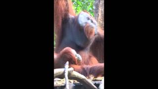 Cortejo del Orangután de Borneo