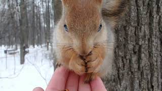 Пытаюсь накормить бельчонка / Trying to feed a little squirrel