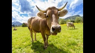 A música do Seu Lobato em inglês
