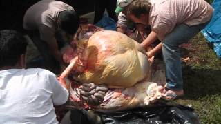 Step 10 Cow Processing Takes pushing and cutting connective tissue to remove