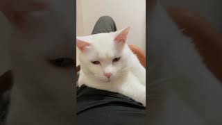 ASMR 猫の鼻息 睡眠導入BGM