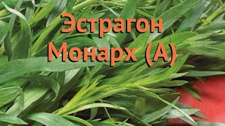 Эстрагон обыкновенный Монарх (А) (monarkh a) ? обзор: как сажать, семена эстрагона Монарх (А)