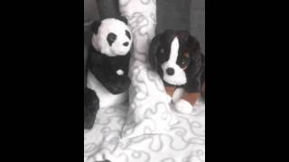Dułet panda i pies