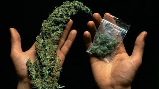 21+ BBC . В чем вред марихуаны.  Cannabis - What's the Harm.