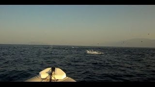 Ψαρια στον αφρο αξιοποιηστε τα μολυβακια