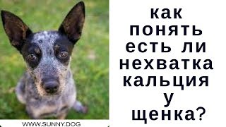 Не хватает кальция щенку.Как понять так ли это?  Нехватка кальция  и другие проблемы.