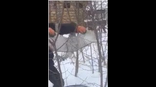 Ястреб, Новогодний подарок от любителя с РФ.