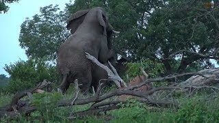 WE SafariLive- Oh my word!!.... mating Elephants on live drive!  ?