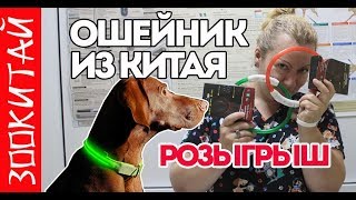 Светящийся ошейник для собаки из Китая.