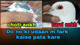 Kabootar ki udaan kaise pata kare ll