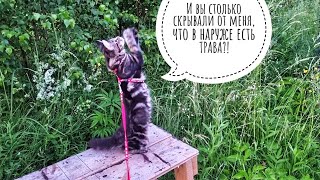 Кошка Морошка вышла гулять по росе и навещать сову Ёлку