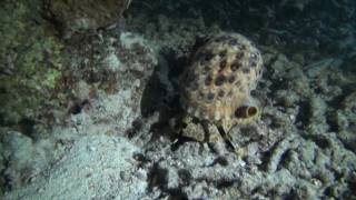 Рог Тритона - charonia tritonis.