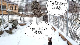 Ястреб Клюква примеряет новую перчатку. Отнесли с кошкой Морошкой сове Ёлке пушистую лежаночку