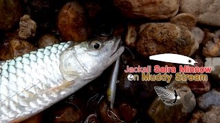 Jackall Seira Minnow on Muddy Stream