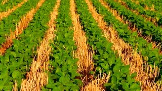 Бинарные посевы в системе NO-TILL