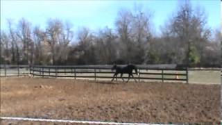 Jennifer Palmer Black Stallion 1