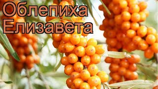 Облепиха женский Елизавета (elizabeth) ? обзор: как сажать, саженцы облепихи Елизавета