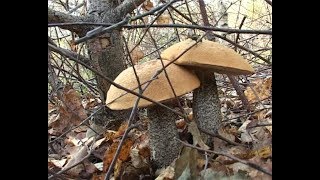 В разгаре грибной волны