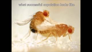 Fruit Fly Mating