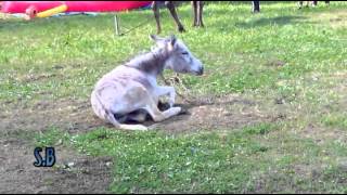 ослик кувыркается (donkey tumbles)